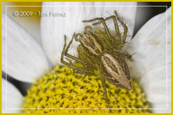 Ragnetti tra i fiori di Matricaria (Synema e Oxyopes)